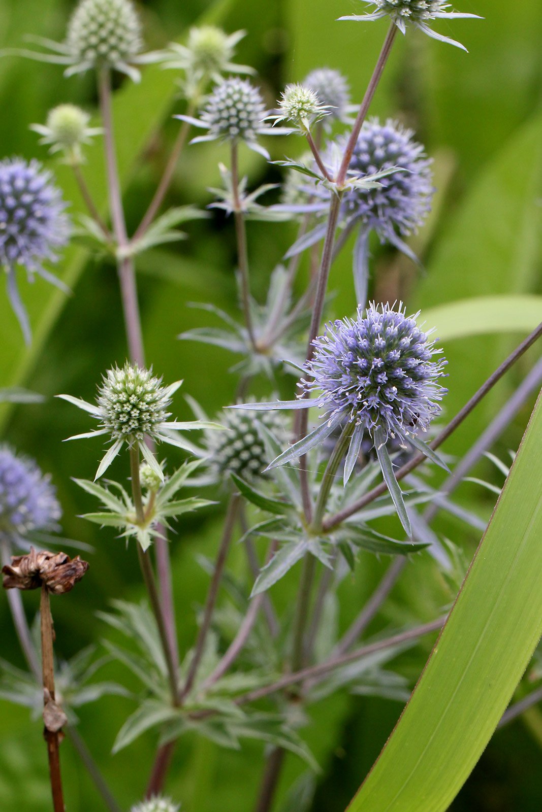 響樹はじめ Lo10月号掲載のロリコン漫画ラストコマの花はエリンジウムで花言葉は 秘めた思い 光を求める です 花トーンに意味を付与しがちな軽率なオタク Love Me I Love You 漫画 Fanza電子書籍 旧dmm R18 T Co Di2hge77tf T
