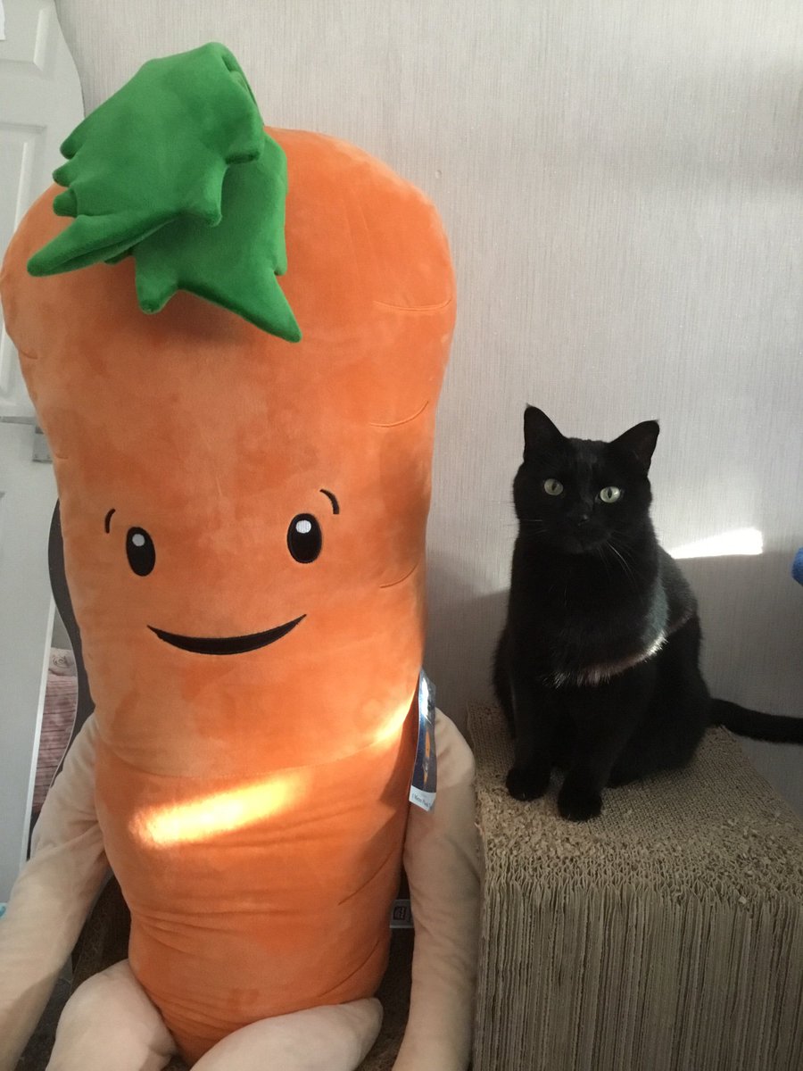 Jessyobi86's tweet photo. @Adi29Smith @KARYN01334145 @AldiUK My cat with his new best friend 🐱🥕 https://t.co/DebXRLJDPm