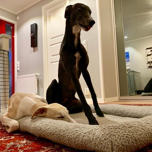 crimdonlakris's tweet photo. 🤔Tintin is trying to sneak into my bed. #greyhound #greyhoundsofinsta #blackgreyhound #whippet #lazywhippet #sneakywhippet #sighthound #dog #hund #vinthund. https://t.co/Ut9Yds5p9e