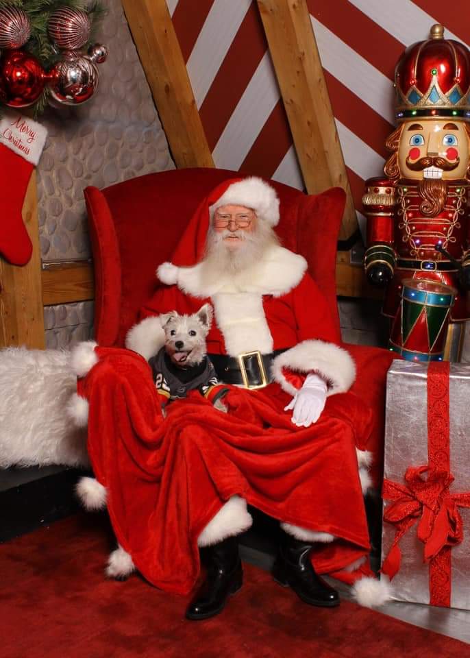 LVHelpGro's tweet photo. Thankful for @BarkAndreFurry who is such a wonderful #BarksGiver! Getting for #BarkFriday &amp; #BarkMas too! Cc @doodle_winston (his #BarkMate in charity) #VegasBorn @VGKHatGirlLogan @GoldenKnights #vegasstronger https://t.co/NqPqatpUyl