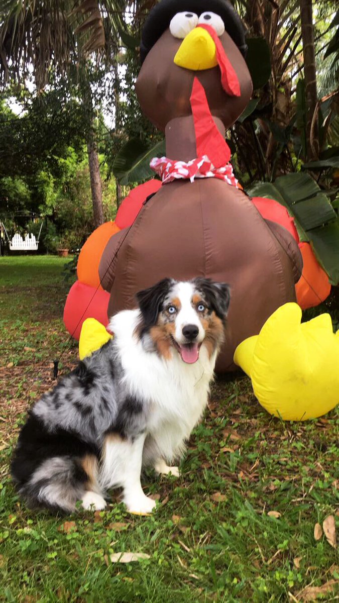 jaimekehoe's tweet photo. Thankful for someone in this family being photogenic #happythanksgiving #DogThanking #nationaldogshow https://t.co/LtdpEGj3aL