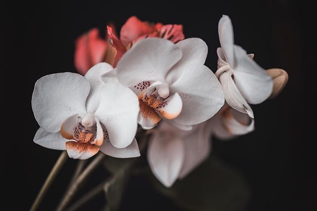 alexblondek's tweet photo. ‘Up Close’
•
Taken with a dual flash setup and posed using hairclips!
•
Another shot taken for @newportphoto_ Photomarathon.
•
#photography #floral #flowers #floralphotography #photomarathon #nature #naturephotography #orchid #orchids #studio #flashp… https://t.co/VtlXuwNMYo https://t.co/ueslgIh5Yt