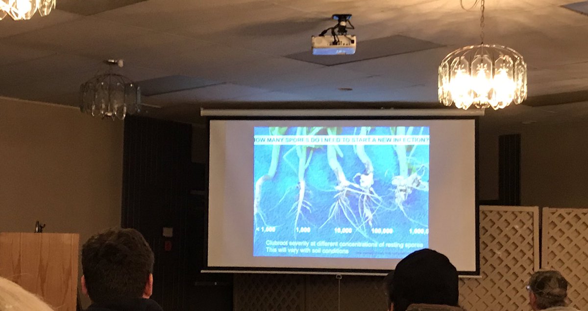 khilhorst5's tweet image. Thank you @orchardccc &amp;amp; @gabertccc  for your #Clubroot information and @AlbertaCanola   Powering your Profits #takeaway After 2 year break, 3 year rotation 95-99% of Clubroot is gone! #rotationiskey