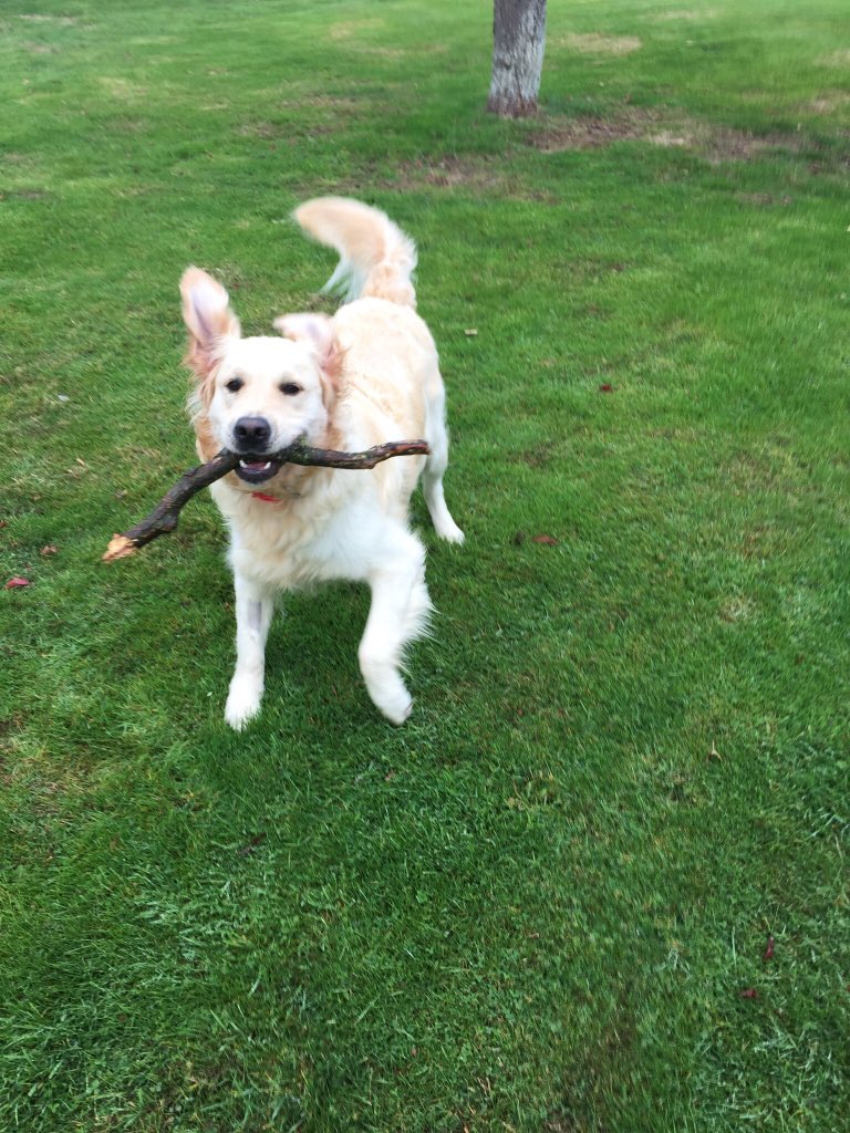 bryan_lifeof's tweet photo. @dog_feelings https://t.co/dquGOGkrRL
