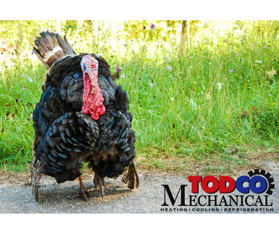 TodcoKC's tweet photo. Happy Thanksgiving from your TODCO family! 

For expert advice or service, please call us at 816-875-1941 or toll-free at 800-579-5462. https://t.co/mjhOjherd3
