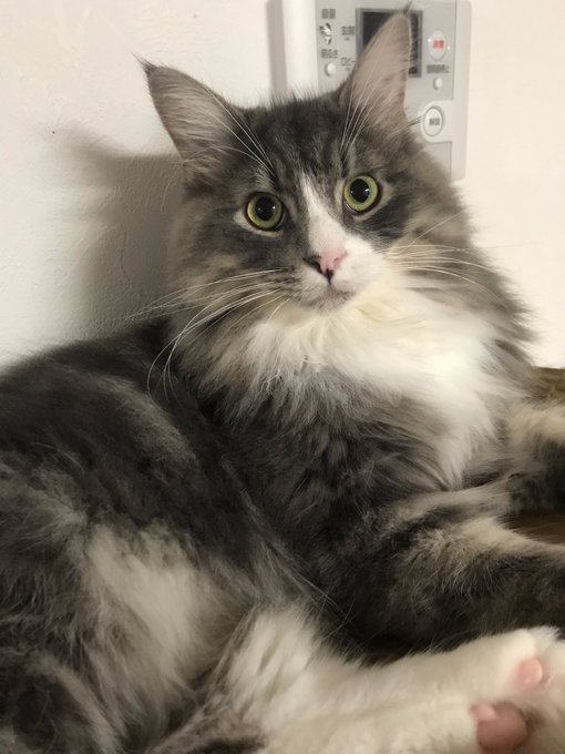 ノルウェージャンのtwitterイラスト検索結果 古い順