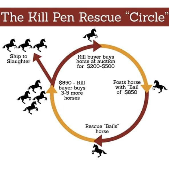 ATWARFORANIMALS's tweet image. It&apos;s supply and demand.

#endspeciesism #stopusinganimals