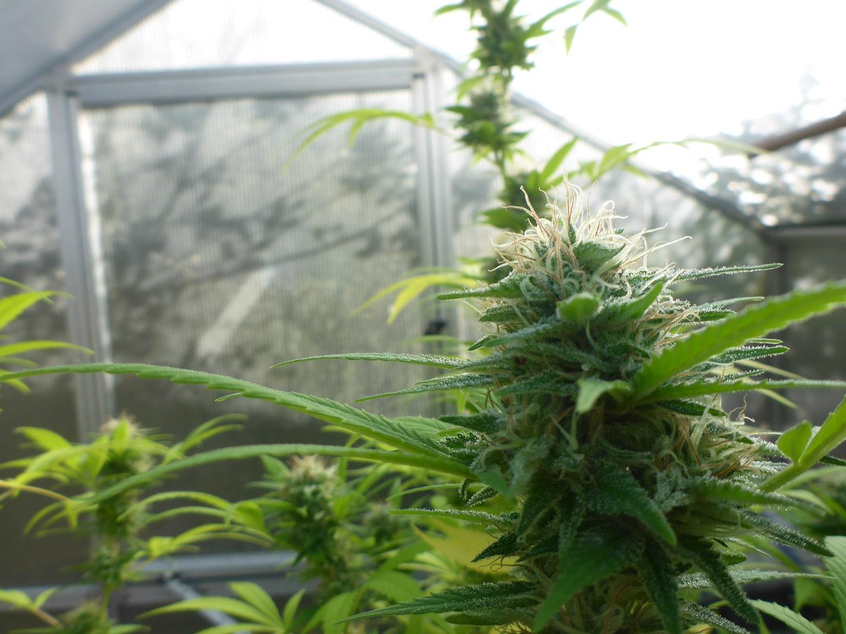 SORTENPORTRAIT: WHITE ICE
Hier findet ihr mal ein kleines Sortenportrait, in dem diese Sorte sehr anschaulich beschrieben wird: kifferforum.grow.de/topic/portraet…