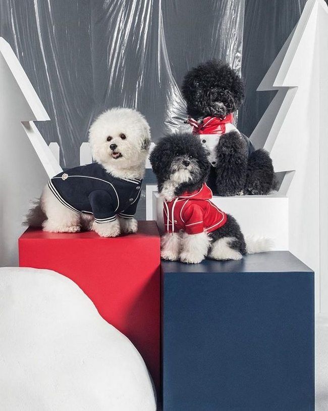 _FashionPets_'s tweet photo. Toutou a froid ? @Moncler a pensé à tout ! #doudoune #moncler #fashiondog https://t.co/9BYirZMh8a