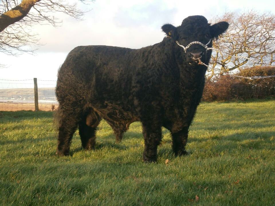 Great to see daughters of Caran Deryn Du topping the society sale. Hafod Esgob Agnes 74th selling for 3200gns!! <a href="/Welsh_Blacks/">Gwartheg Duon Cymreig | Welsh Black Cattle</a>