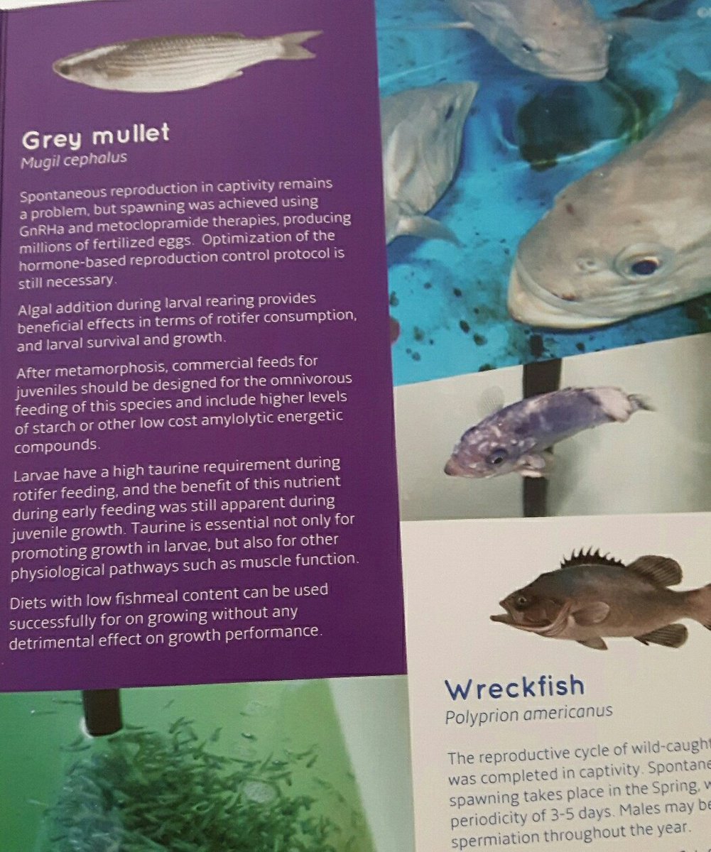 diversifyfish's tweet photo. @diversifyfish finalizing our open meeting day with  wreckfish and grey mullet. Learning with their Species Leaders Blanca Álvarez and Bill Koven https://t.co/PwWpMsHoZz