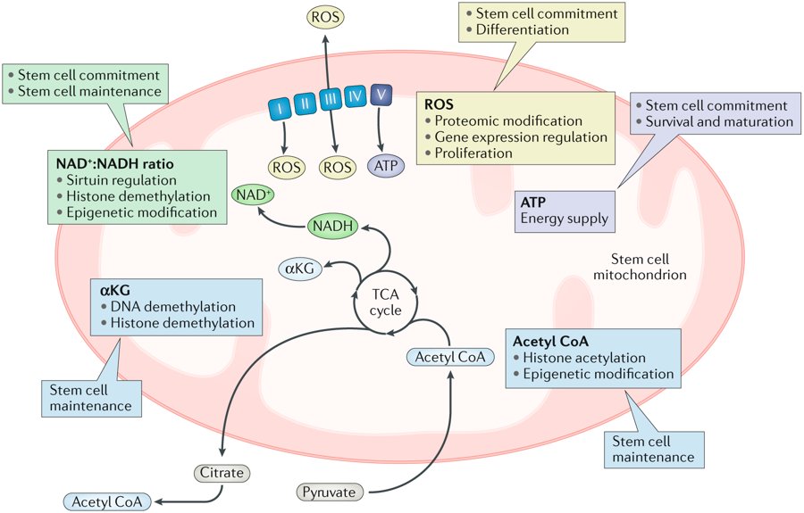 NatRevNeurosci's tweet image. #Mitochondria as central regulators of #neuralstemcell fate and cognitive function - a new Review by @MireilleKhacho, Richard Harris and Ruth Slack go.nature.com/2S7EqZL