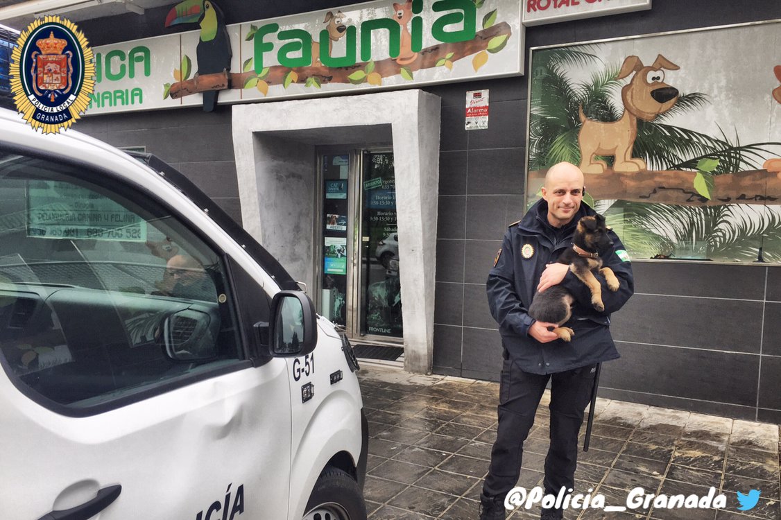 Policia_Granada's tweet photo. Hoy nuestro 🐕👮🏻‍♂️ #StanLee ha estado en la  Clínica Veterinaria FAUNA Granada #Alhendín donde han comprobado su estado de salud, puesto el chip y tramitado su documentación... Todo de forma desinteresada 😊. Muchísimas gracias por todo sois geniales 🙌🏻
#weloveanimals❤️ https://t.co/PlDYu40lbC
