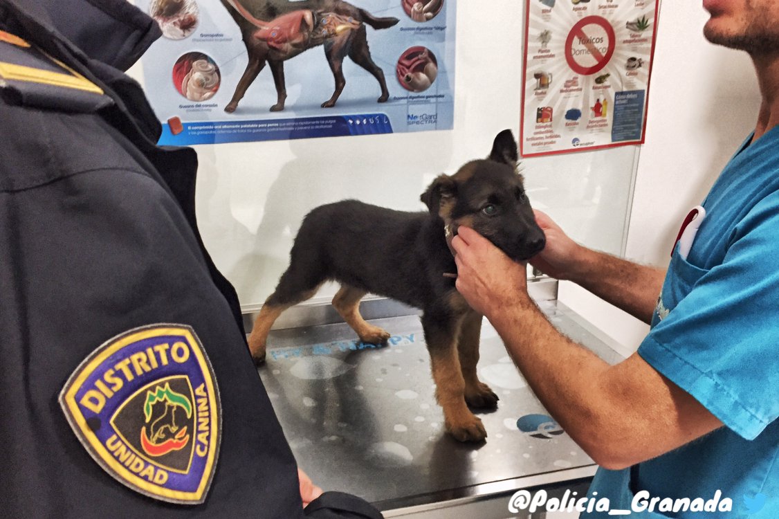 Policia_Granada's tweet photo. Hoy nuestro 🐕👮🏻‍♂️ #StanLee ha estado en la  Clínica Veterinaria FAUNA Granada #Alhendín donde han comprobado su estado de salud, puesto el chip y tramitado su documentación... Todo de forma desinteresada 😊. Muchísimas gracias por todo sois geniales 🙌🏻
#weloveanimals❤️ https://t.co/PlDYu40lbC
