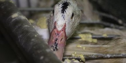 GAVAGE • Il devient urgent que les parlementaires français se saisissent de la question de la souffrance des oies et des canards. l214.com/communiques/20…