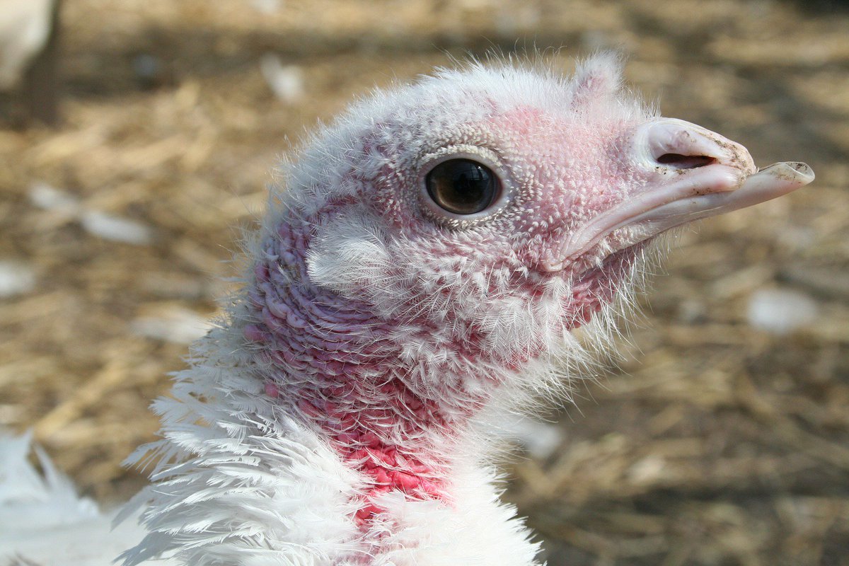 peta's tweet photo. #HappyThanksgiving! Retweet if you’re giving turkeys something to be thankful for by not eating them or their babies ❤️🦃 https://t.co/LTQwIkrHsJ