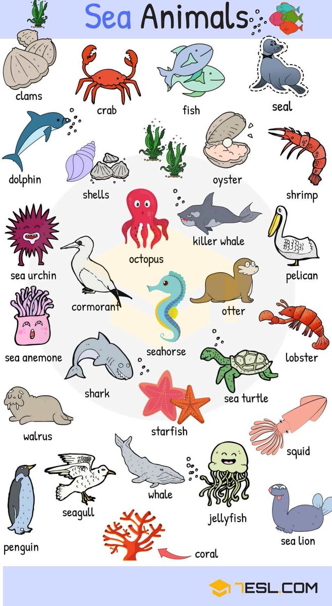 AprenderInglesI's tweet photo. "Under the sea
Darling it's better
Down where it's wetter
Take it from me" 🎼
🦀🐙🐠🐟🐬🐳🇬🇧 https://t.co/XghIxhyiUB