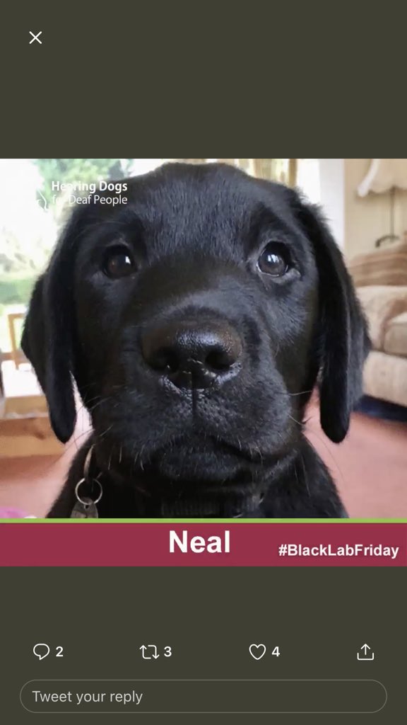 alwarnes's tweet photo. @HearingDogs #BlackLabFriday https://t.co/aBgfuATfRq