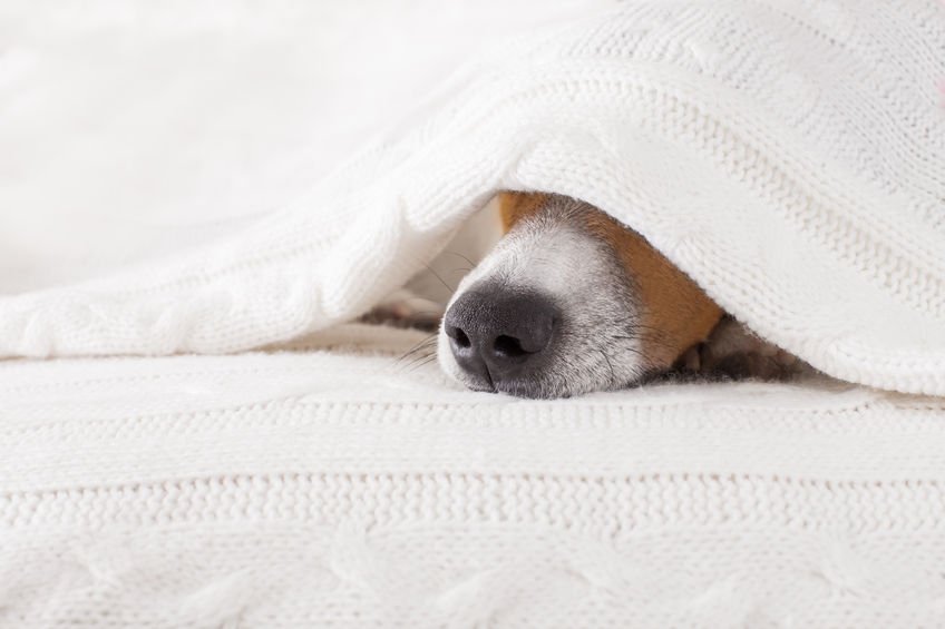BrookstreetOtt's tweet photo. Not even our four-legged friends want to venture outside on a day like today! Hide away in our guestrooms to avoid the #ottcold. For #Staycation packages, visit https://t.co/enTH2IVPuY #coldoutside #toocold #ottawa https://t.co/5x29kRCDZ4