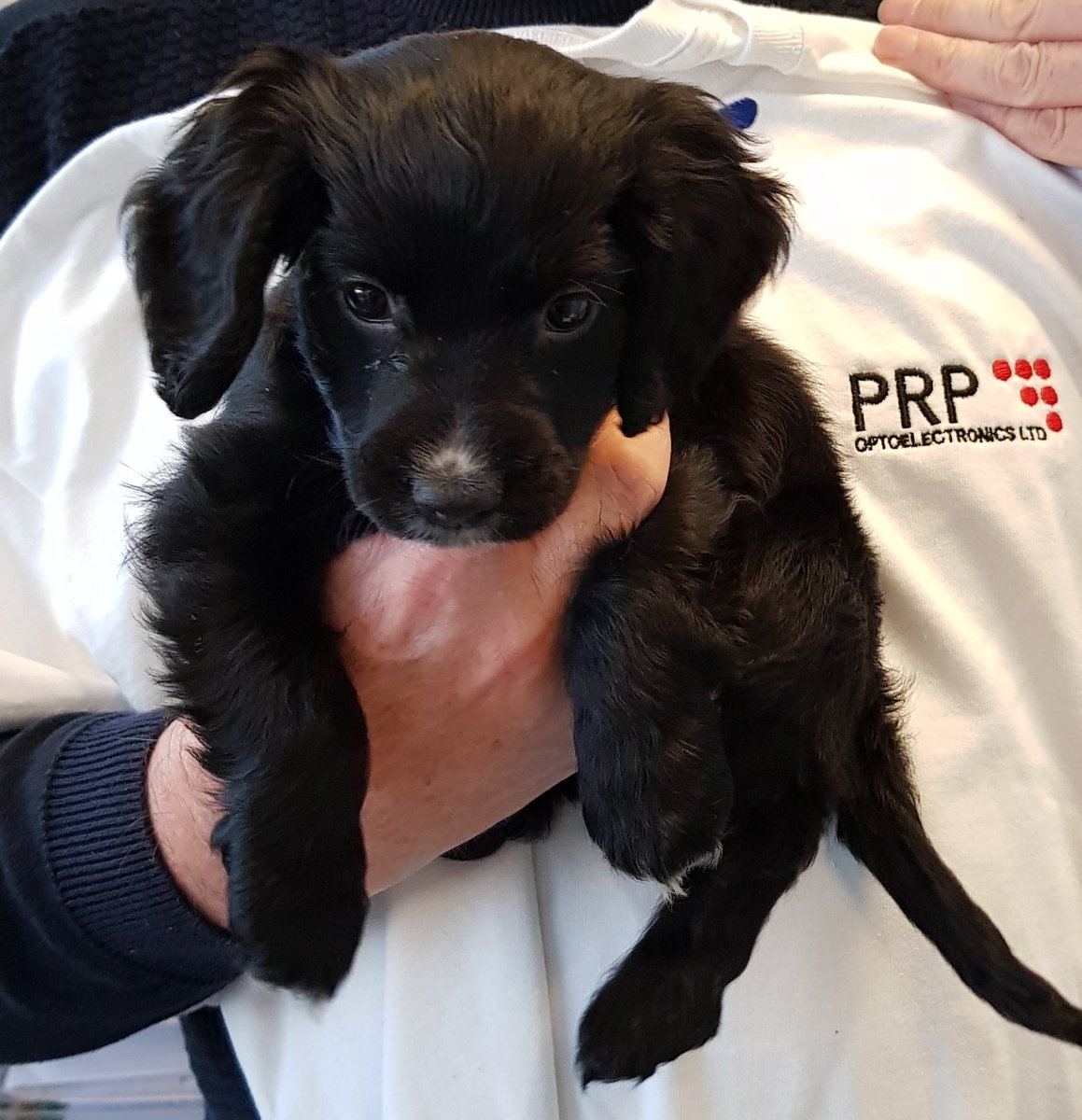PRP_Opto's tweet photo. Milo new team member at PRP https://t.co/xekisx6djl