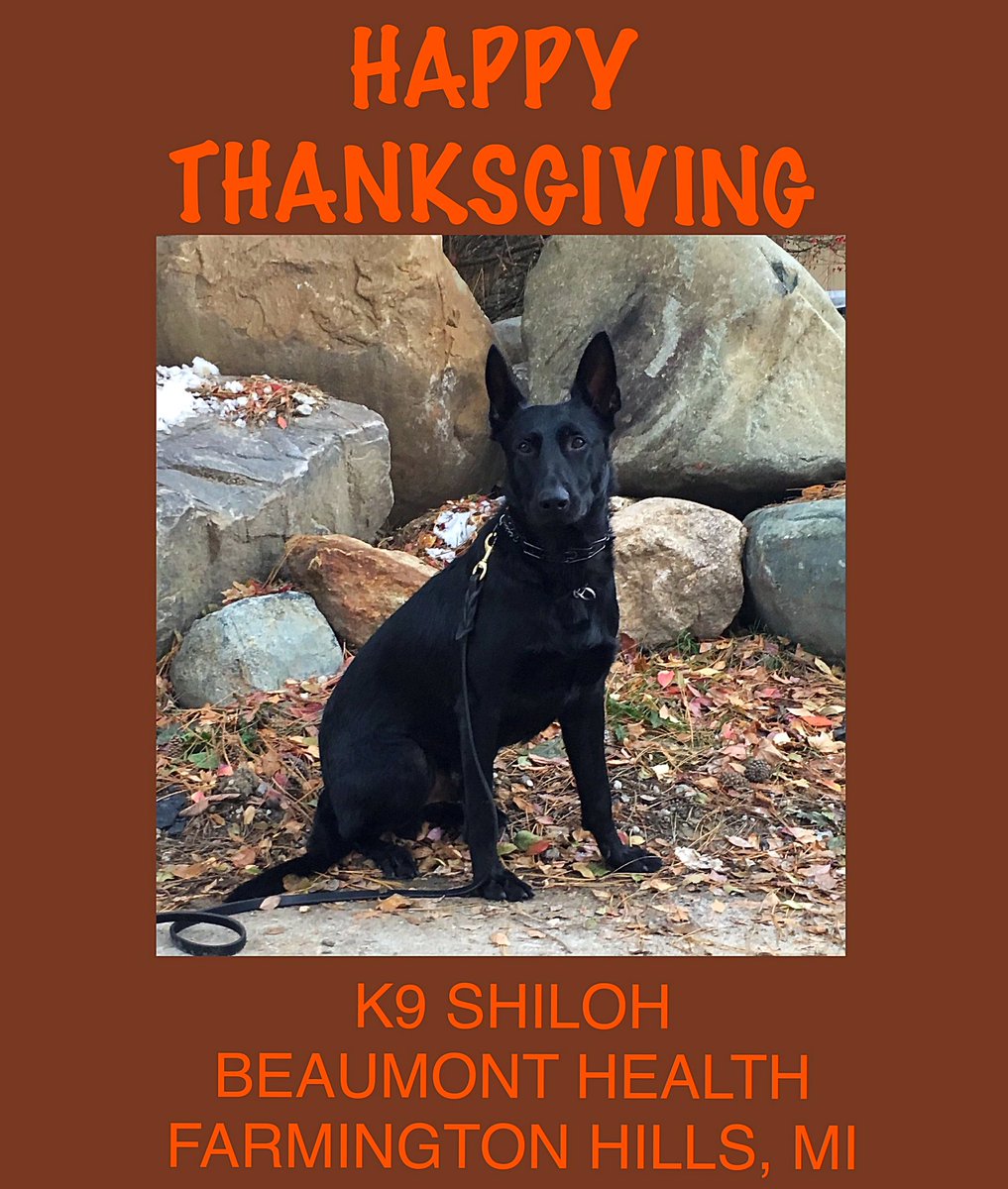 K9Shiloh's tweet photo. Happy Turkey Day!! 🦃 🐕 #holidaypayrocks #thanksgiving #k9 #k9unit #bgsd https://t.co/tboq1Kd8fx
