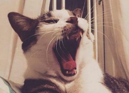 Pet Food Institute tweet media