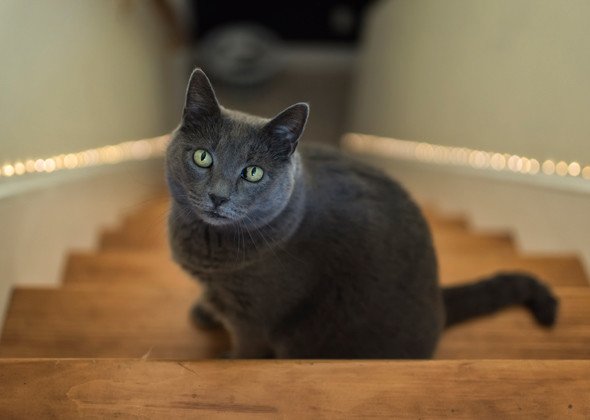 petsability's tweet image. Common Health Problems in Senior Cats ✔Arthritis
✔Cancer
✔Dental Disease
✔Failing Vision
✔Hearing Loss
✔Hyperthyroidism
✔Kidney Disease
✔joint pain
✔Anxiety