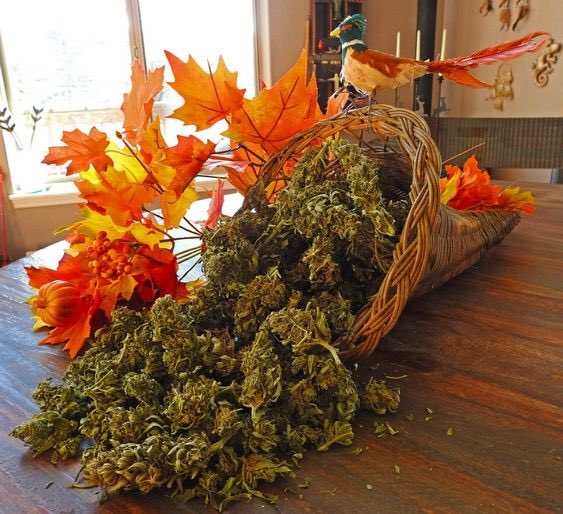 NisonCo's tweet photo. Happy #Thanksgiving from our fam to yours! #NisonCoPR #Cannabis #CannabisPR #Danksgiving https://t.co/fhn9djkrvO