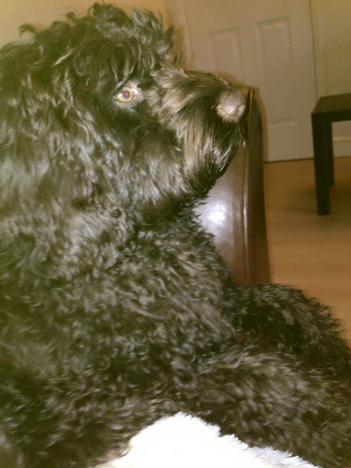 Larathebabe1's tweet photo. Rory 🐾🐾🐾🐾🐾🐾🐾🐾🐾🐾 https://t.co/xLOIxotvrG
