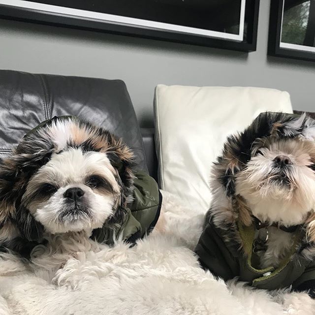 Happy to be with my cousin again in freezing london ! ! Prince Louis of Tel Aviv #shitsu #love my life