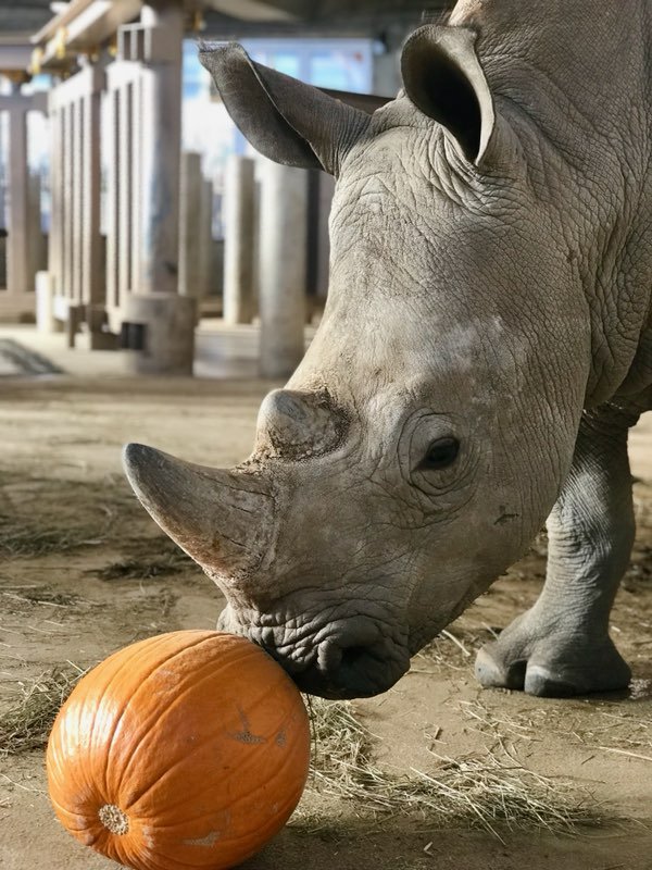 TulsaZoo's tweet photo. Today we're thankful for the newest faces at the Tulsa Zoo: Southern white rhino Rudo, Ohe the giraffe, and Kalu the African lion. Your visit helps us care for this triumphant trio so we're thankful for you as well! #KeeperViews

📸 Eric Flossic, Jenna Schmidt https://t.co/tSHrDLU1xR
