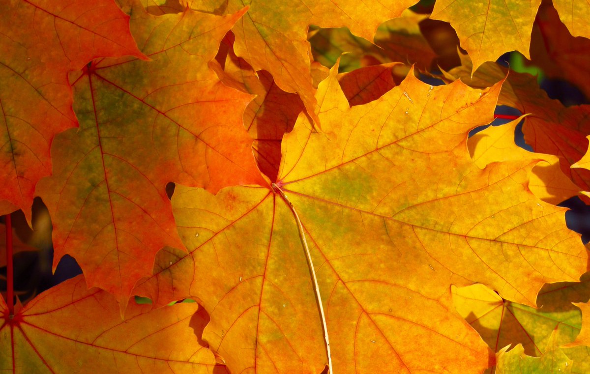 RoeblingLofts's tweet photo. Have an unbeLEAFable #Thanksgiving!
🍁
#HappyThanksgiving #Trenton https://t.co/7No773YP5g https://t.co/7Xu2KnHpRm
