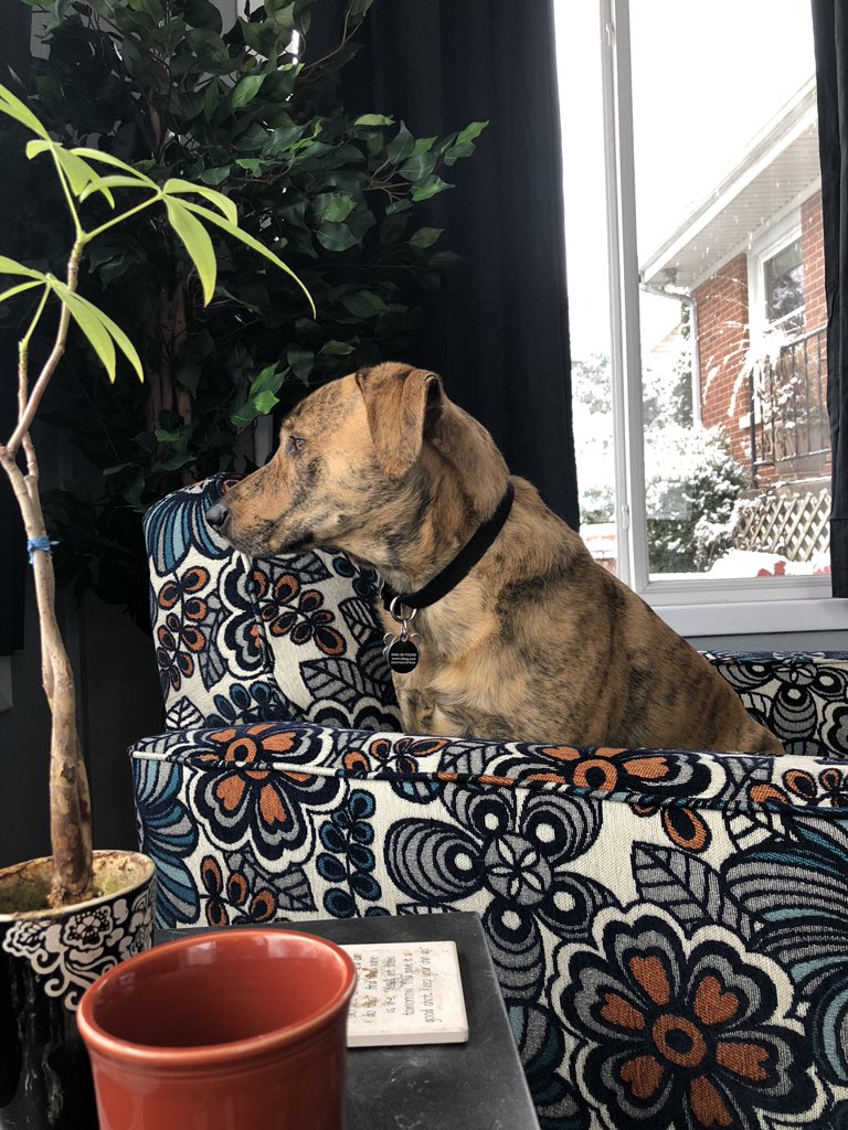 baseball_pearls's tweet photo. @dog_feelings I can guard my yard from inside the warm house https://t.co/eX9WsqUJgT