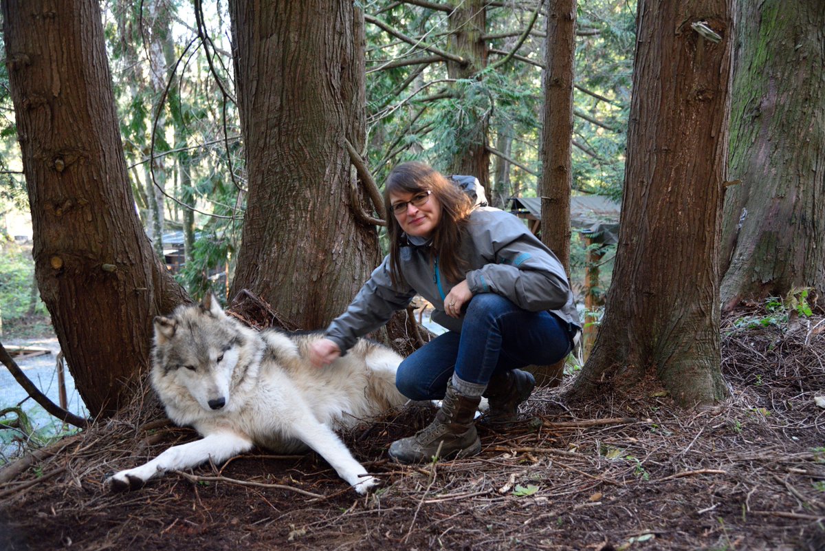 k9partnership's tweet photo. Great experience to be in with gray and timber wolves. #predatorsoftheheart https://t.co/0DCHY8Shgd