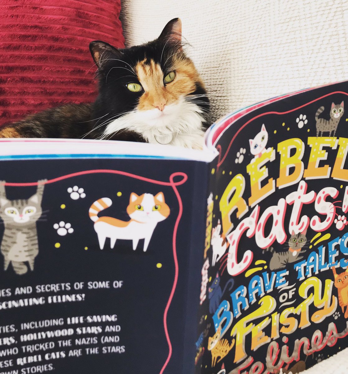 SO lovely to meet @kimberlie1967 at @scholasticuk HQ today. Delta is already a huge fan and I can’t wait to tell her all about it tonight #RebelCats