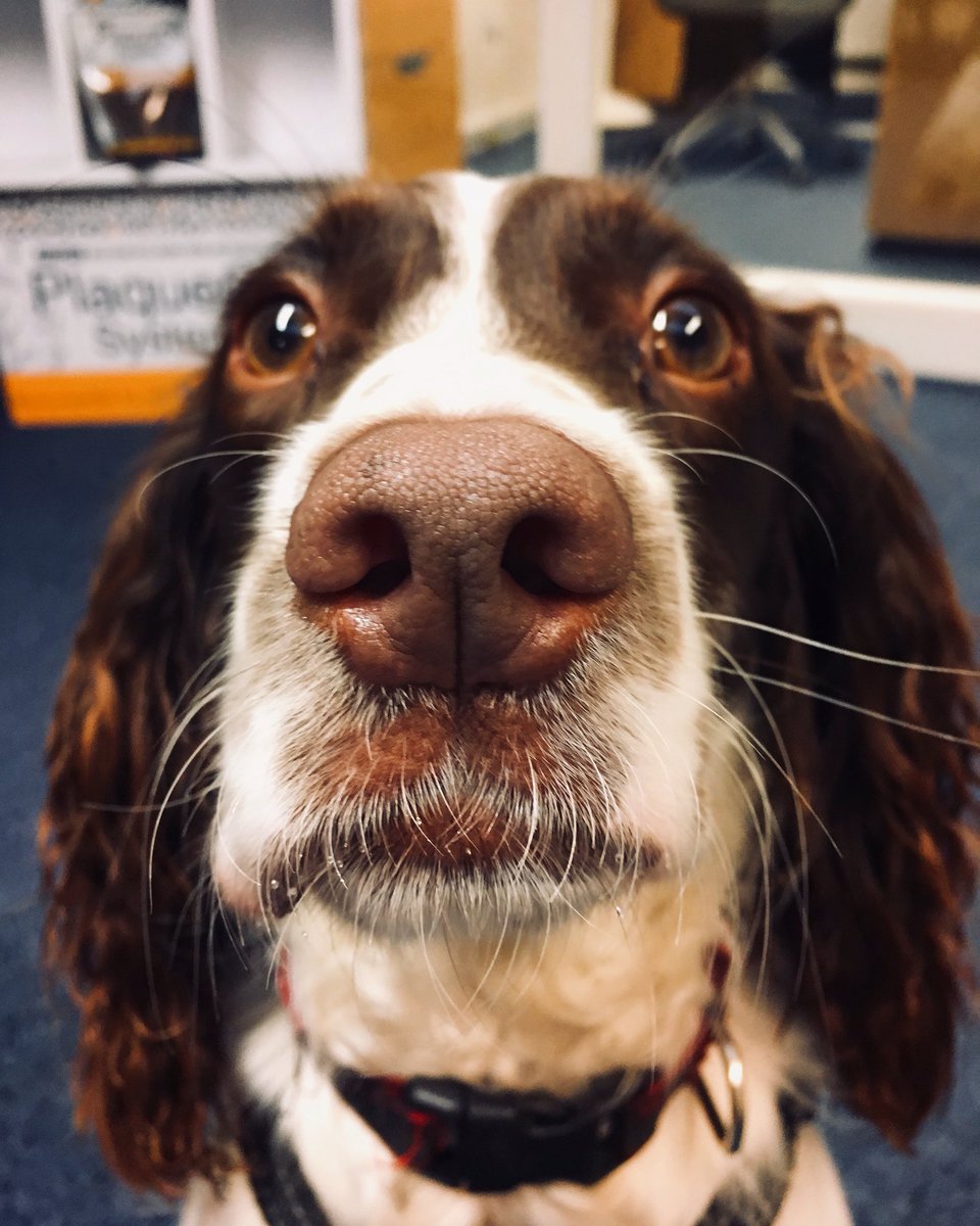 swedencareuk's tweet photo. We donโt want to rub anyoneโs NOSE in it, but we had Fergus our office dog visit us this morning! #fergus #springerspaniel #springer #spaniel #officedog #plaqueoff #boopmynose #boop #gimmeatreatalready #dog #dogoftheday #dogsupplements #catsupplement https://t.co/nrZYYTl7PQ