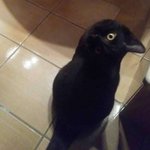 カラスに見えるけど・・・実は違うんだよ!分かりますか？