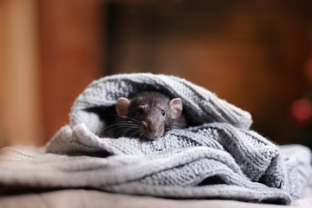 #WinterIsHere! With winter upon us, rodents such as mice and rats search for somewhere warm and dry. Make sure they don't find their way to your home! Protect your home by sealing all your food and checking entry points.