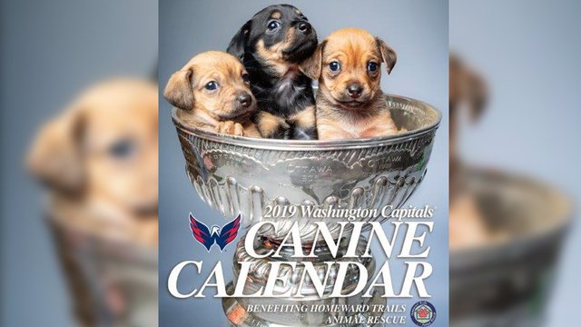 2019 Capitals Canine Calendar