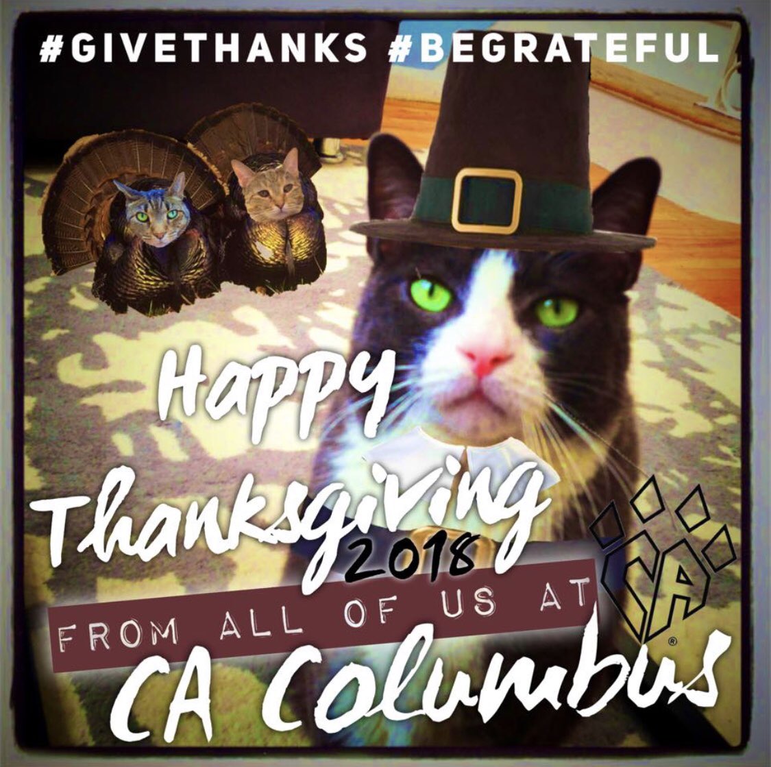 CA AdonisCats (@ca_adoniscats) on Twitter photo 