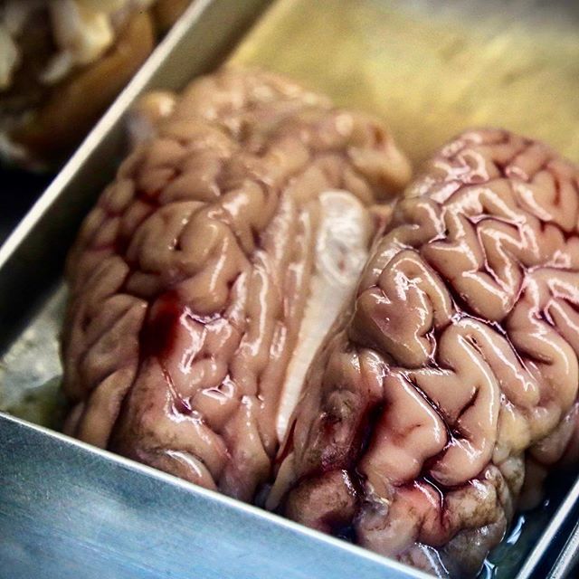 WorldRider's tweet photo. Happy Thanksgiving !!! | Dinner tonight? Who's got the brains? —⠀
⠀
• #brains #brainfood #traveltheworld #everycountry #Argentina #BuenosAires #santelmo #southamerica #worldrider #travel #everycountry #streetphotography #photowriter #adventurer #adv… https://t.co/CcOX8qzuYG https://t.co/QtHwpHKRuP