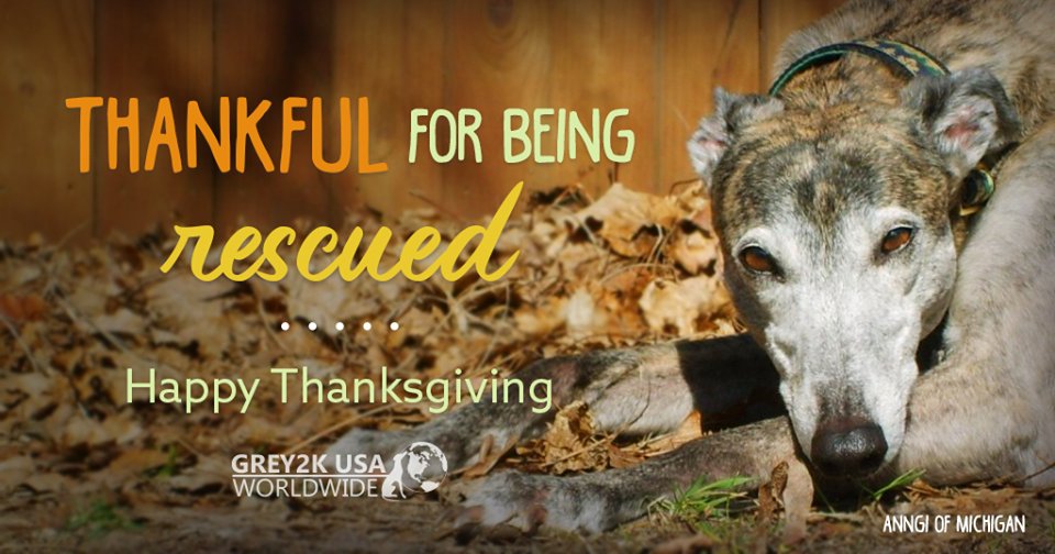 Wishing you and your greyhound friends a very Happy Thanksgiving! 🧡🐾 grey2kusa.org/adopt