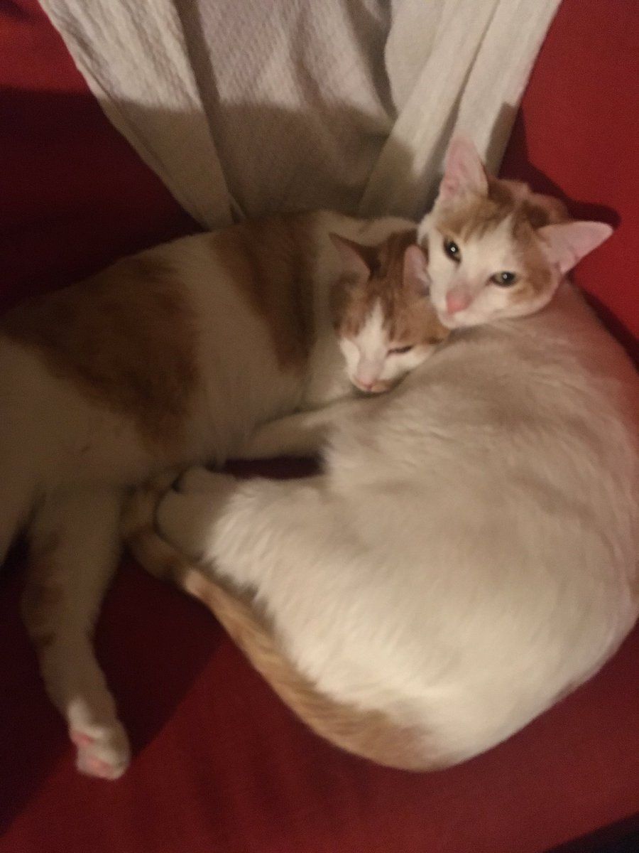 youlovetravis's tweet photo. Data and Lore are the absolute goodest boys
#kittycuddle https://t.co/arAK1lP4DT