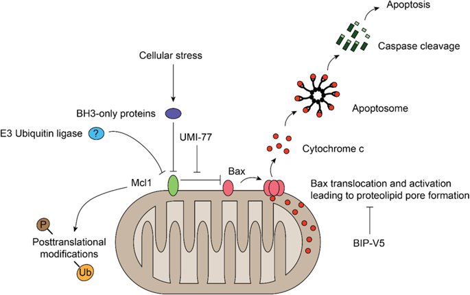 ScienceofPD's tweet photo. Interesting report highighting the importance of Mcl1 - a critical Bcl2 pro-survival factor - for dopamine neurons (a group of cells that are particularly affected in #Parkinsons)
https://t.co/2S97jkMtLd https://t.co/0Is4rcQL1c