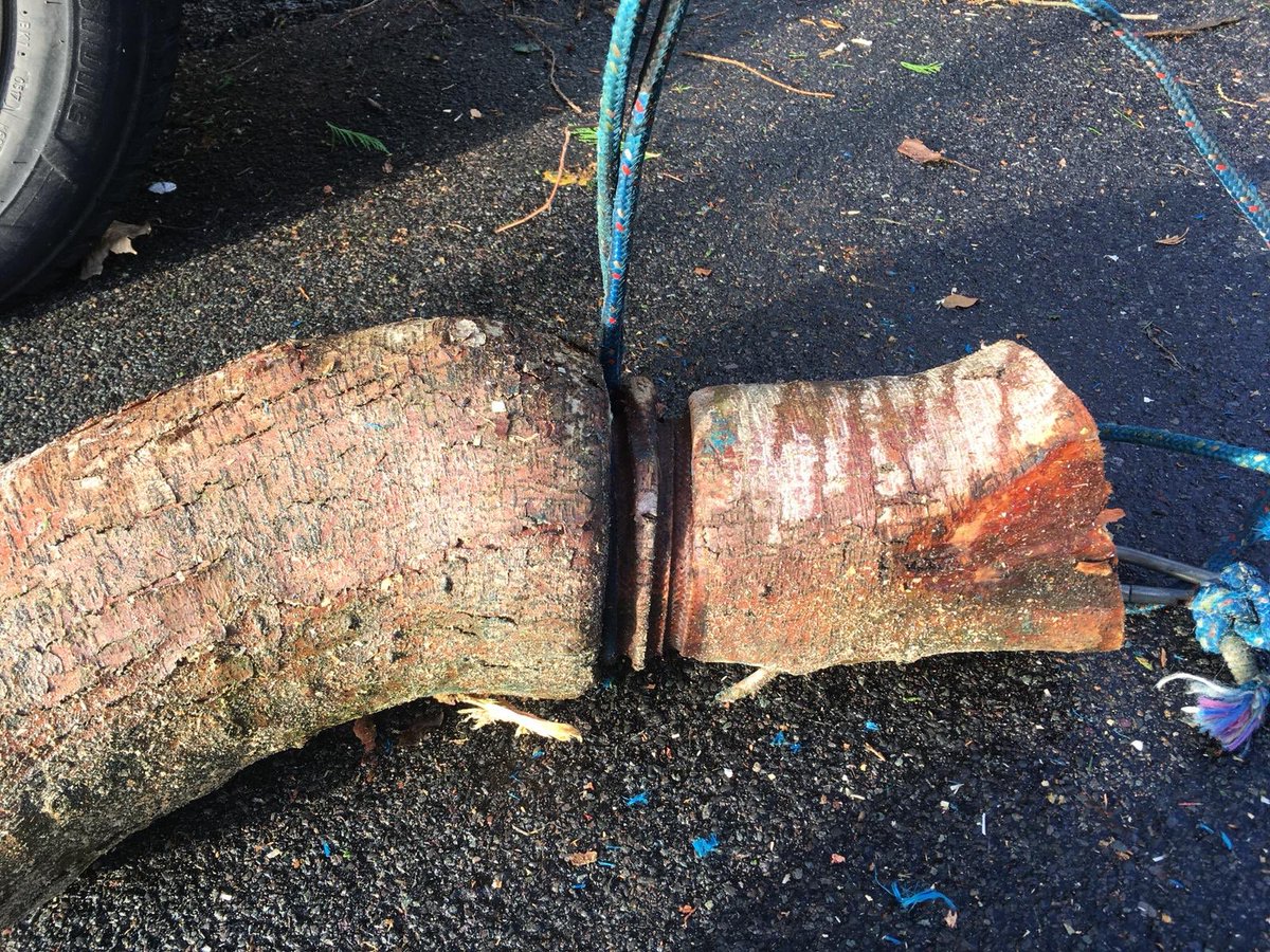 PrimaryTreeSurg's tweet photo. Impact of a rope left some years ago on the limb we removed today...the skinnier end was attached to the trunk. Trees have amazing capacity to heal & grow in many circumstances #treesurgery #treesurgeons #treeseatingthings https://t.co/S0gbcGZ9F6