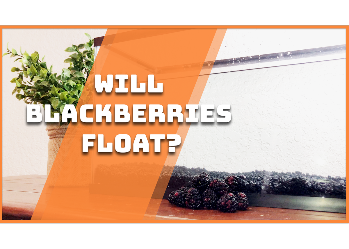 floattimeinc's tweet photo. We put #blackberries in a tank to see if they float! Find out if they did?!
https://t.co/3OfRaU2oea
#blackberry #thanksgiving #ThursdayThoughts #floattime #floatorsink #sinkorfloat #science #sciencetime #fruits https://t.co/JdFMsUEVNX