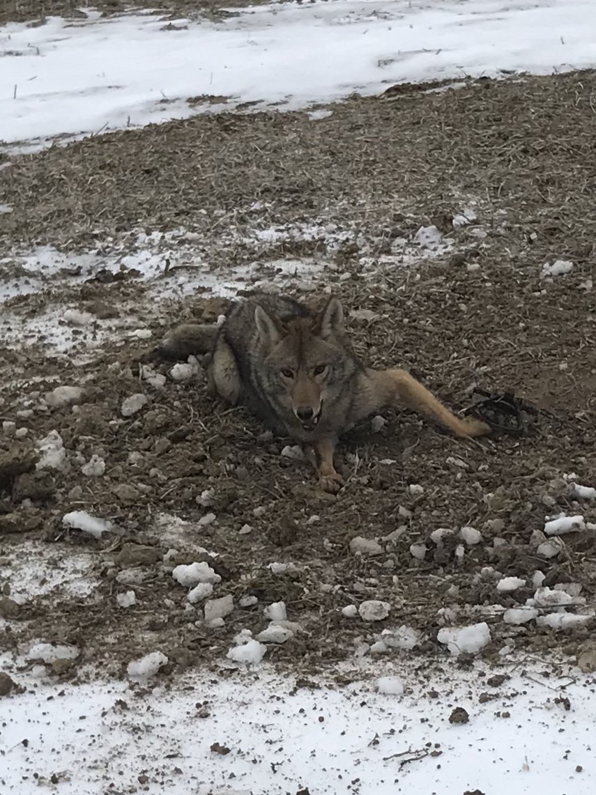 Thankful for so many things today. But some Thanksgiving morning fur is icing on the cake! #TrapFurEver #TeamFur #PredatorControl