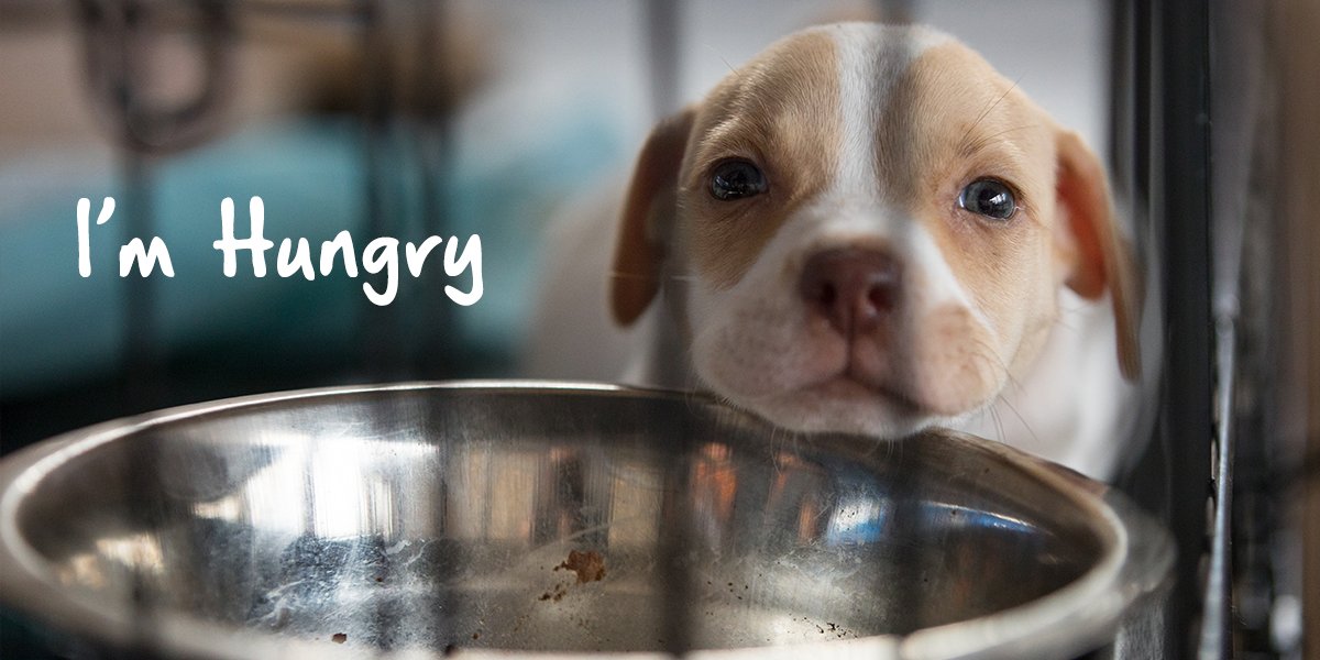 Aspca On Twitter Right Now People Are Preparing For Their