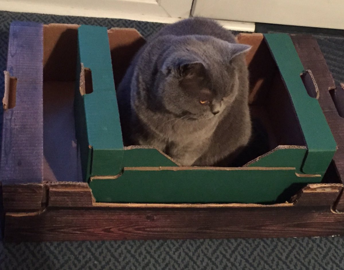 carolineCMCE's tweet photo. Mum put some boxes out for recycling and look where she found me 😹😹😹 #myboxes https://t.co/6SGhtGHUHD