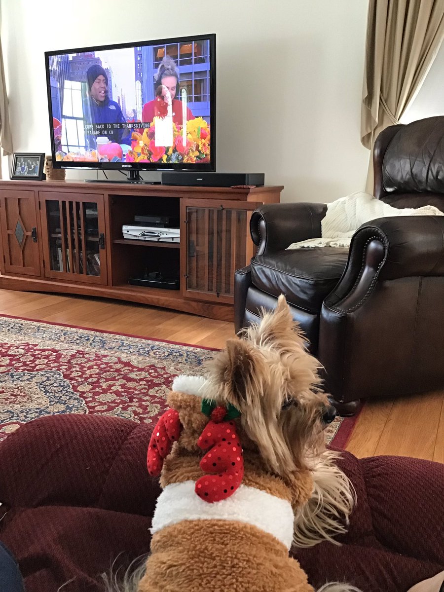 Our Reindeer Yorkie is is watching the parade! #tdaycbs #macysparade #MacysDayParade #Thanksgiving2018
